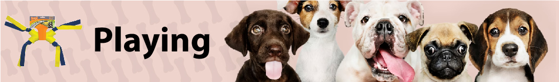 dog banner image